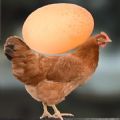 母鸡接鸡蛋