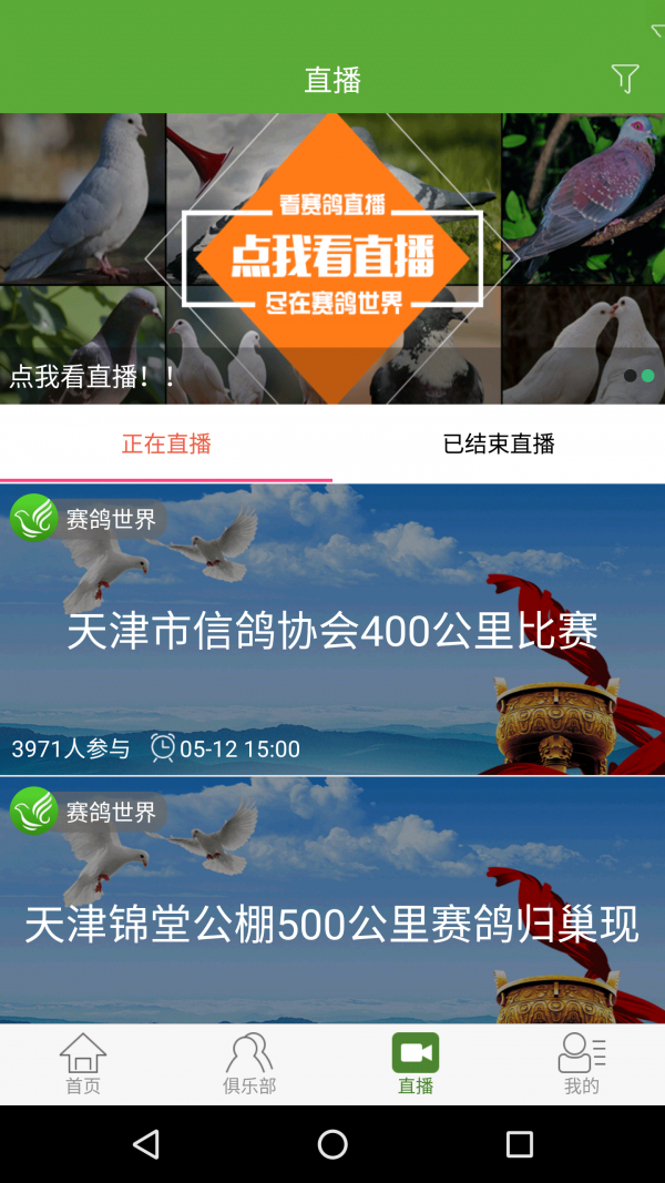 赛鸽世界